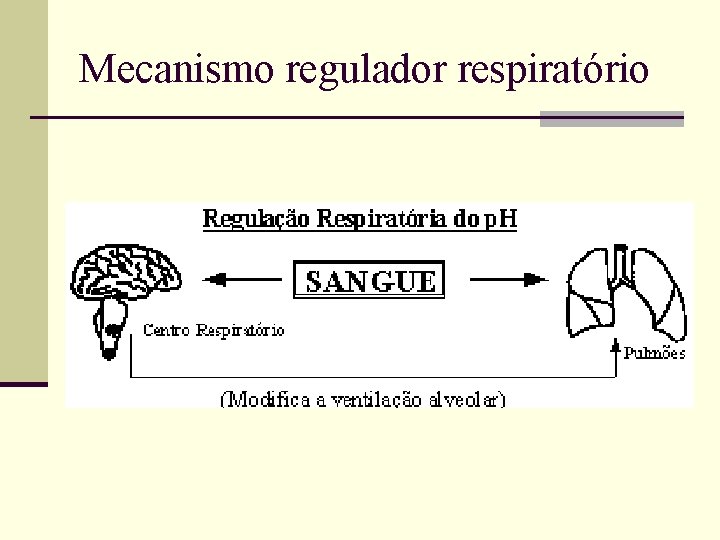 Mecanismo regulador respiratório Mecanismo regulador respiratório