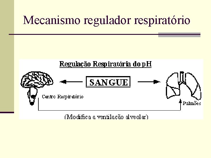 Mecanismo regulador respiratório 