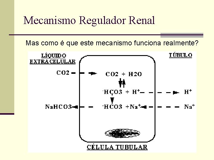 Mecanismo Regulador Renal Mas como é que este mecanismo funciona realmente? 