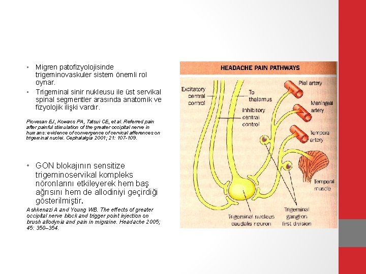  • Migren patofizyolojisinde trigeminovaskuler sistem önemli rol oynar. • Trigeminal sinir nukleusu ile