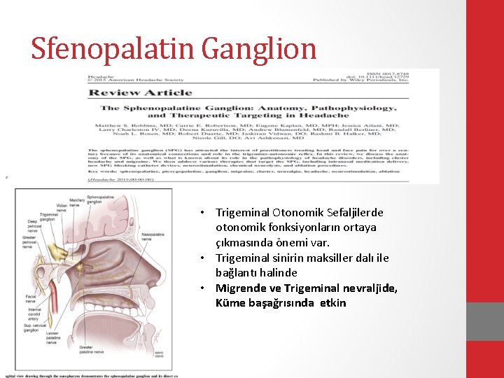 Sfenopalatin Ganglion • Trigeminal Otonomik Sefaljilerde otonomik fonksiyonların ortaya çıkmasında önemi var. • Trigeminal