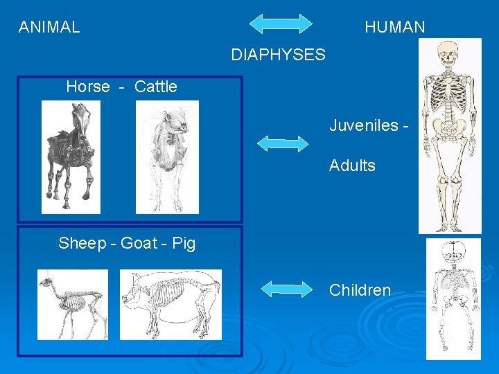 ANIMAL HUMAN DIAPHYSES Horse - Cattle Juveniles Adults Sheep - Goat - Pig Children