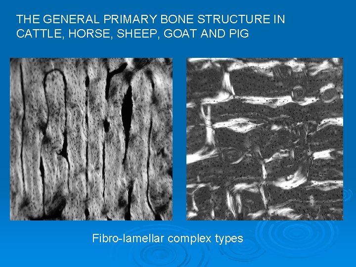 THE GENERAL PRIMARY BONE STRUCTURE IN CATTLE, HORSE, SHEEP, GOAT AND PIG Fibro-lamellar complex