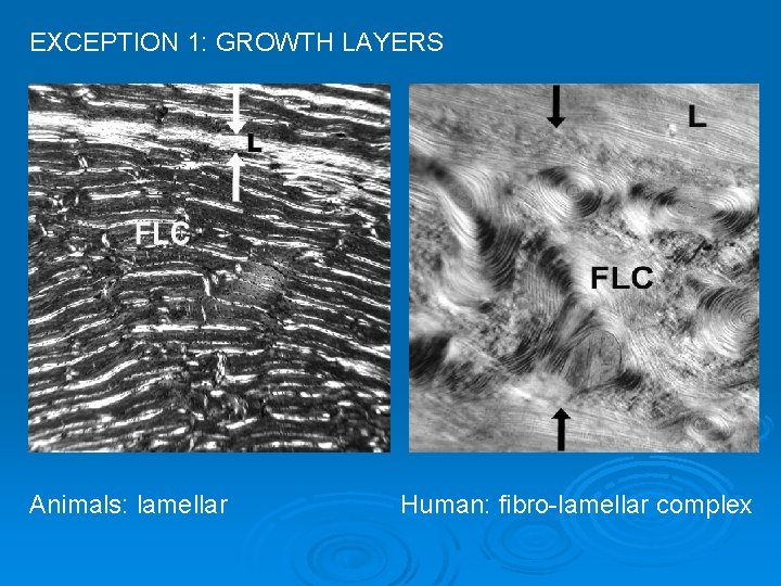 EXCEPTION 1: GROWTH LAYERS Animals: lamellar Human: fibro-lamellar complex 