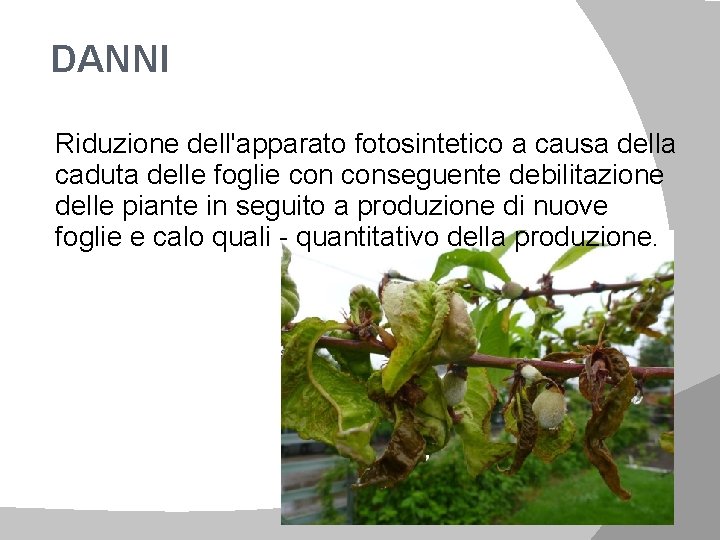 DANNI Riduzione dell'apparato fotosintetico a causa della caduta delle foglie conseguente debilitazione delle piante