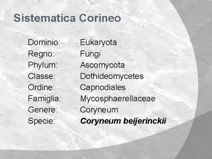 BOLLA e CORINEO del PESCO Sistematica Bolla del