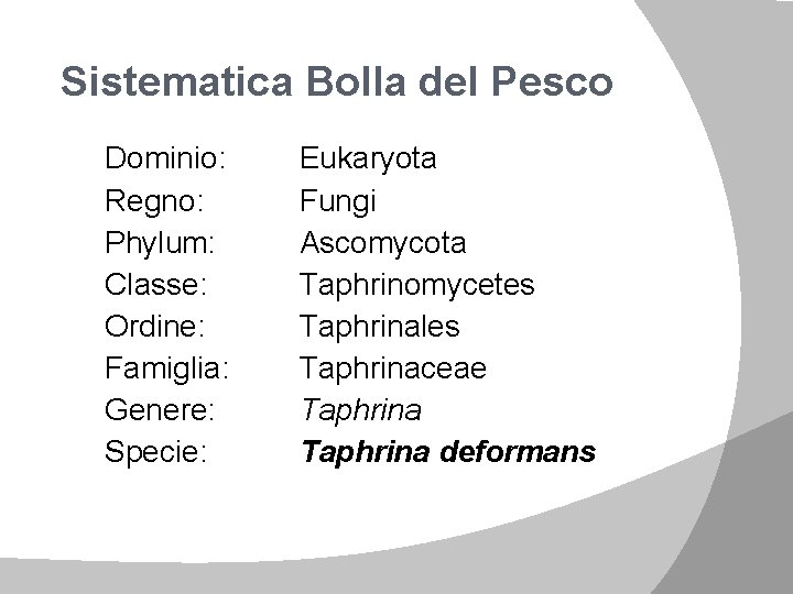 BOLLA e CORINEO del PESCO Sistematica Bolla del