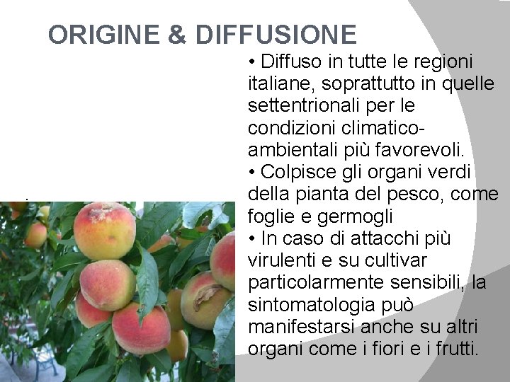 ORIGINE & DIFFUSIONE . • Diffuso in tutte le regioni italiane, soprattutto in quelle