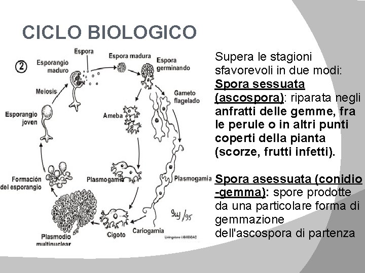 CICLO BIOLOGICO Supera le stagioni sfavorevoli in due modi: Spora sessuata (ascospora): riparata negli