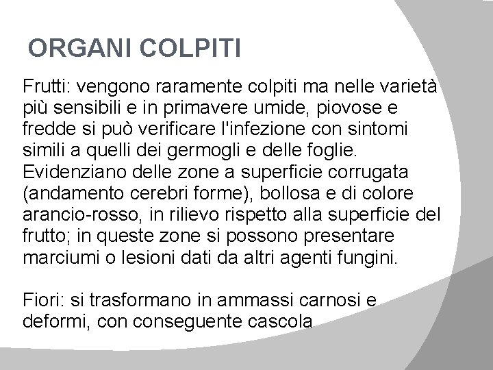 ORGANI COLPITI Frutti: vengono raramente colpiti ma nelle varietà più sensibili e in primavere