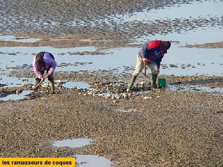 les ramasseurs de coques 