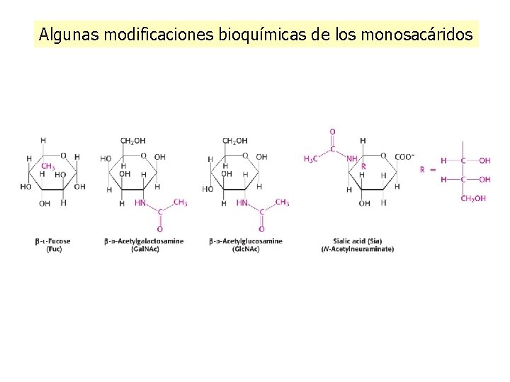 Algunas modificaciones bioquímicas de los monosacáridos 