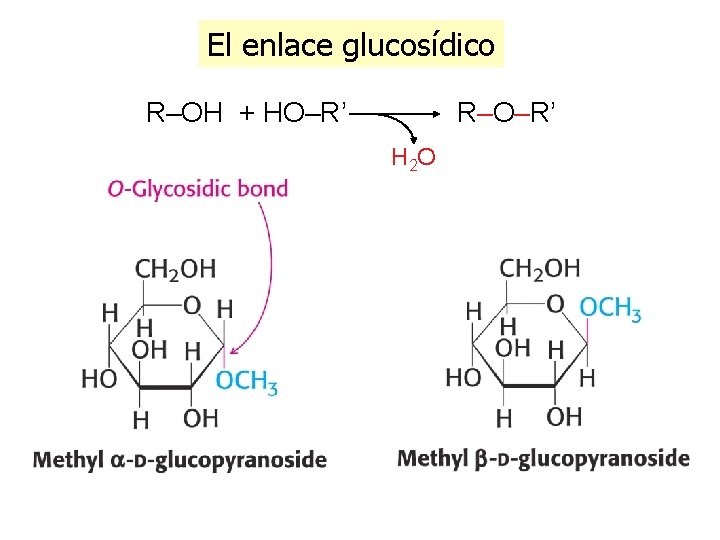El enlace glucosídico R–OH + HO–R’ R–O–R’ H 2 O 