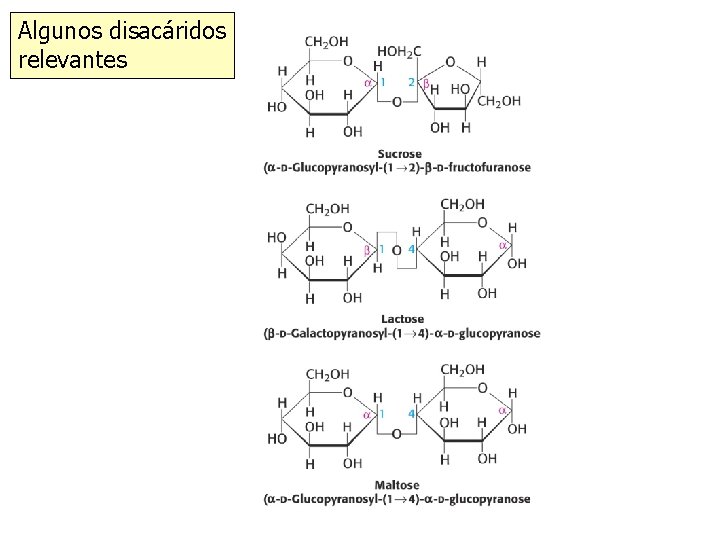 Algunos disacáridos relevantes 