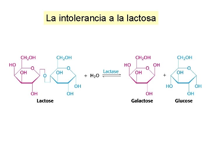 La intolerancia a la lactosa 
