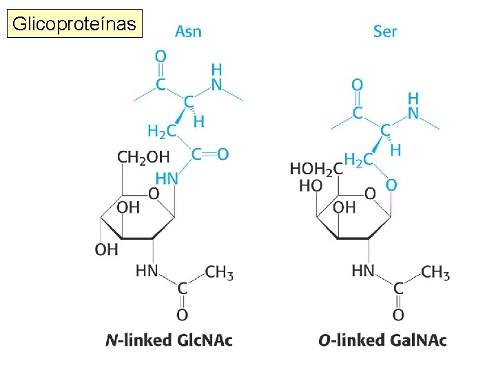 Glicoproteínas 