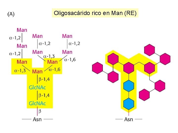 Oligosacárido rico en Man (RE) 