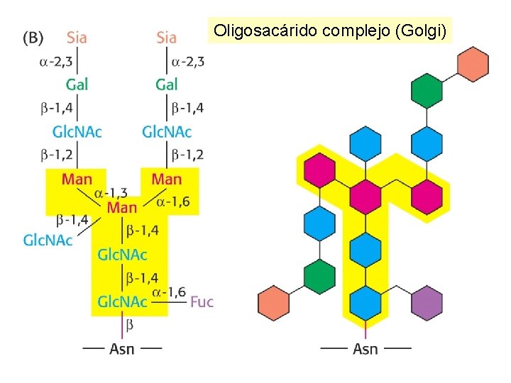 Oligosacárido complejo (Golgi) 