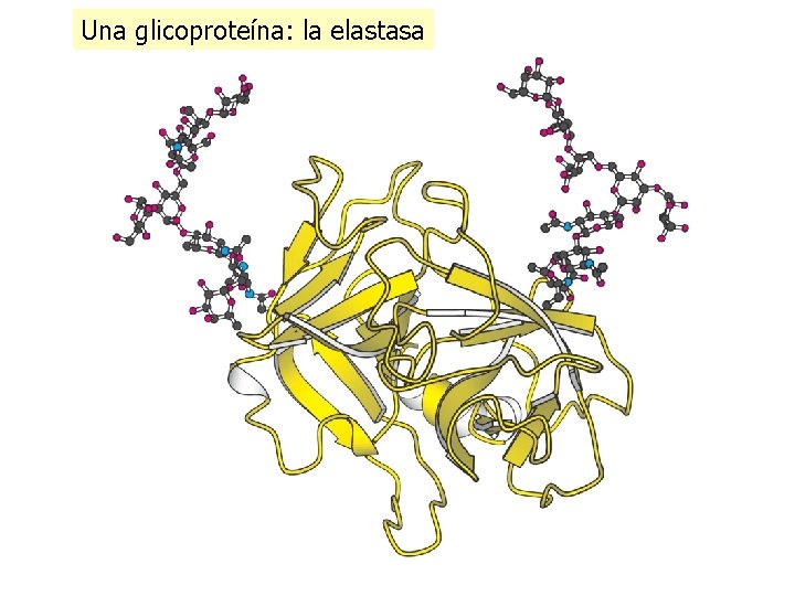 Una glicoproteína: la elastasa 