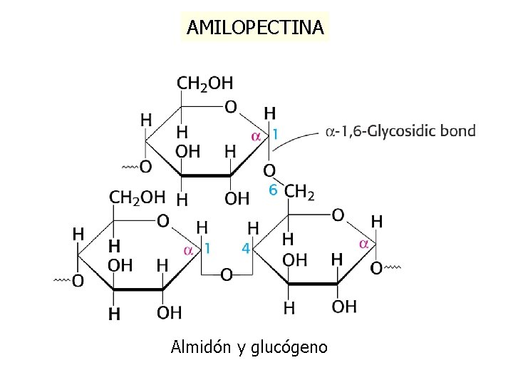 AMILOPECTINA Almidón y glucógeno 