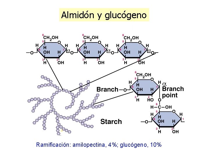 Almidón y glucógeno a Ramificación: amilopectina, 4%; glucógeno, 10% 