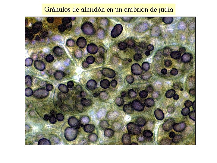 Gránulos de almidón en un embrión de judía 