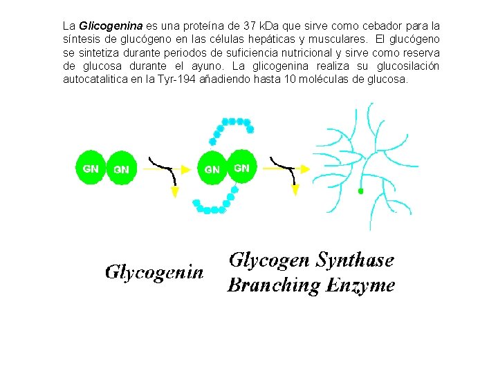 La Glicogenina es una proteína de 37 k. Da que sirve como cebador para