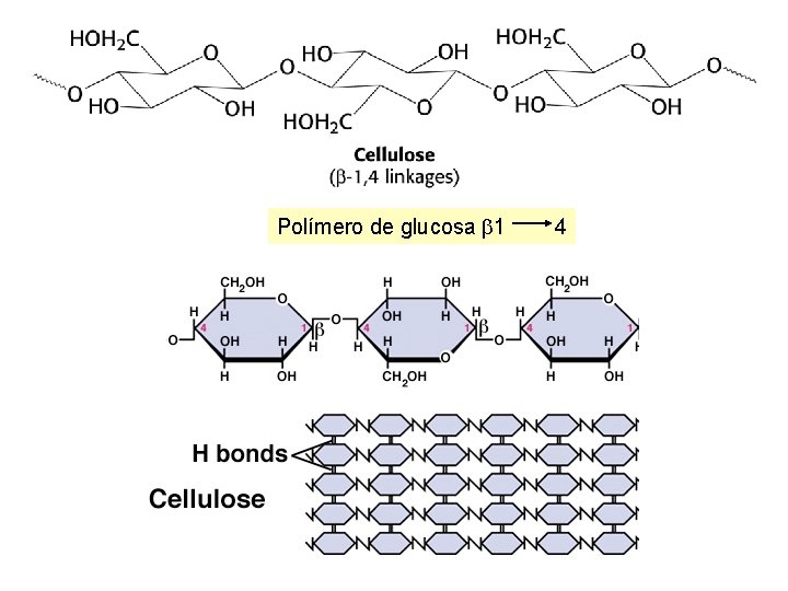 Polímero de glucosa b 1 4 