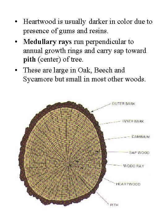  • Heartwood is usually darker in color due to presence of gums and