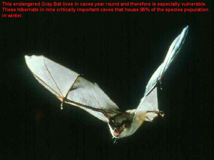 This endangered Gray Bat lives in caves year round and therefore is especially vulnerable.