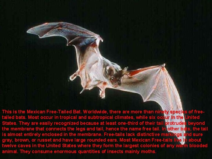 This is the Mexican Free-Tailed Bat. Worldwide, there are more than ninety species of