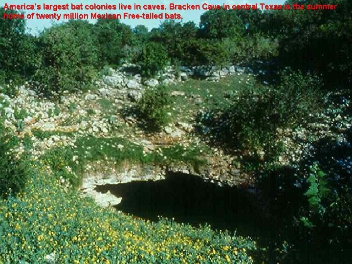 America’s largest bat colonies live in caves. Bracken Cave in central Texas is the