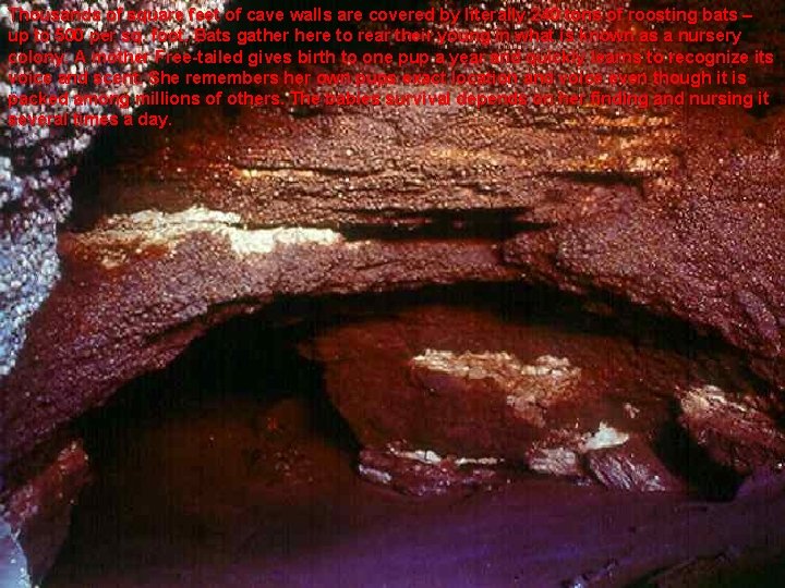 Thousands of square feet of cave walls are covered by literally 240 tons of