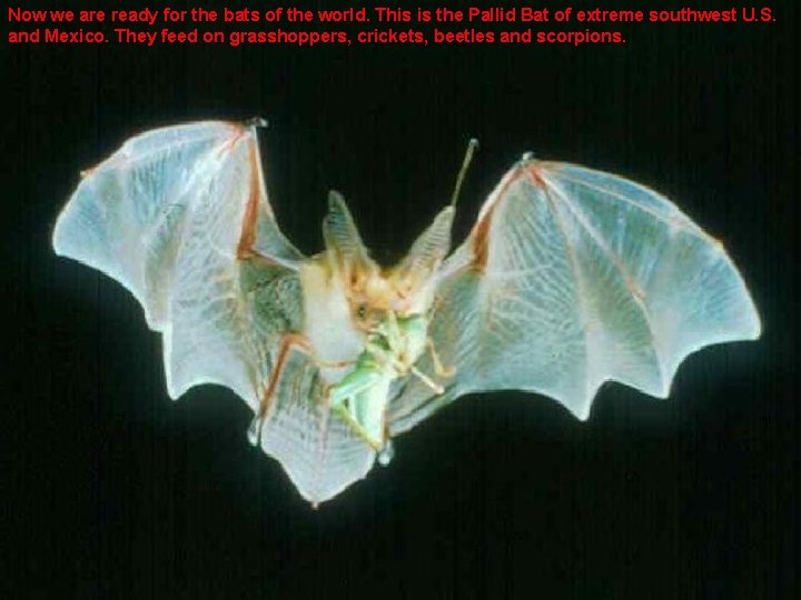Now we are ready for the bats of the world. This is the Pallid