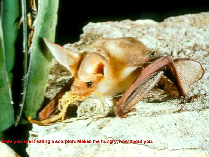 Here you see it eating a scorpion. Makes me hungry, how about you. 