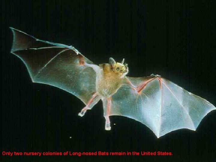 Only two nursery colonies of Long-nosed Bats remain in the United States. 
