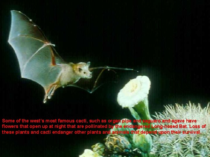 Some of the west’s most famous cacti, such as organ pipe and saguaro and