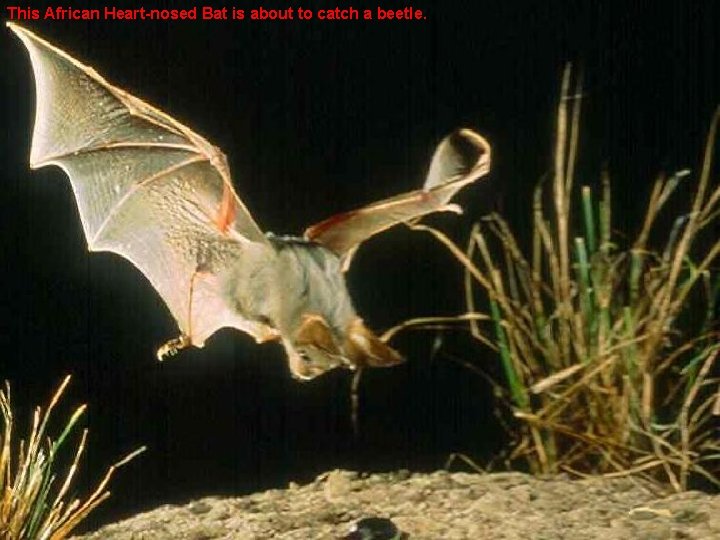 This African Heart-nosed Bat is about to catch a beetle. 