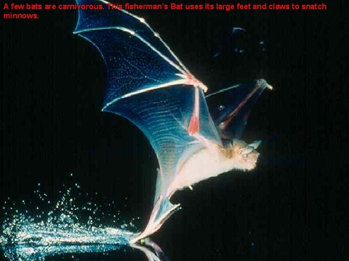 A few bats are carnivorous. This fisherman’s Bat uses its large feet and claws