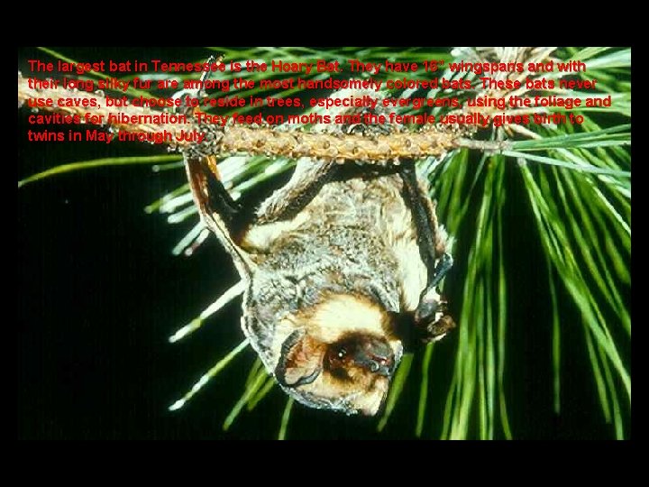 The largest bat in Tennessee is the Hoary Bat. They have 16” wingspans and
