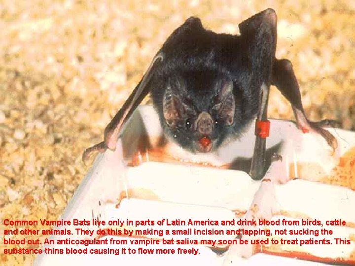 Common Vampire Bats live only in parts of Latin America and drink blood from