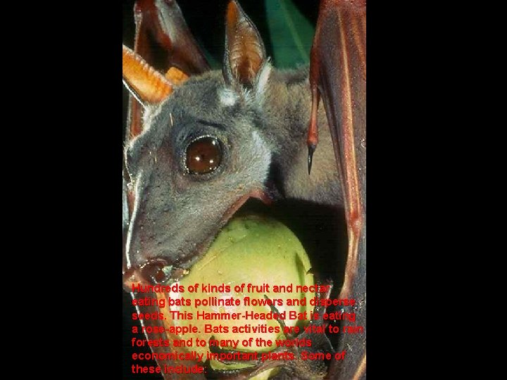 Hundreds of kinds of fruit and nectar eating bats pollinate flowers and disperse seeds.