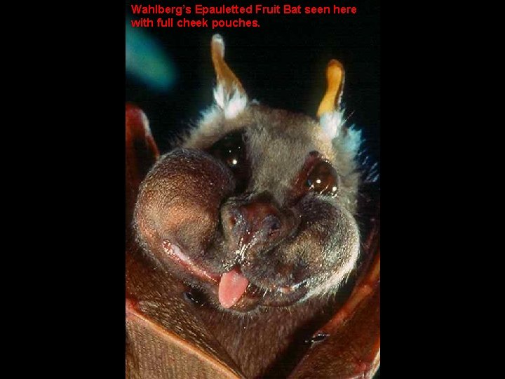 Wahlberg’s Epauletted Fruit Bat seen here with full cheek pouches. 