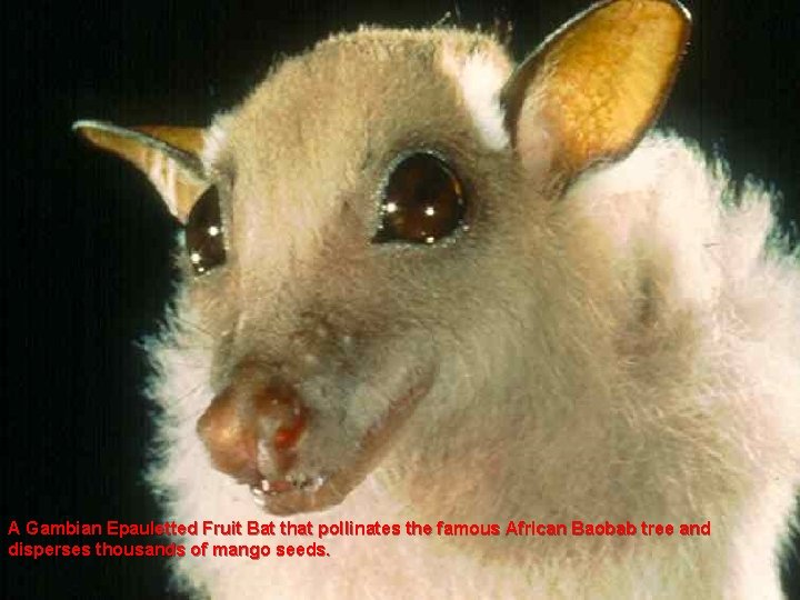 A Gambian Epauletted Fruit Bat that pollinates the famous African Baobab tree and disperses