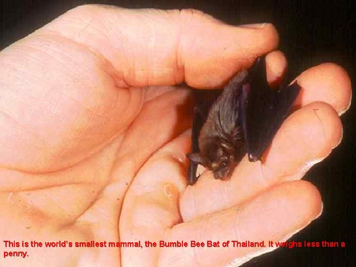 This is the world’s smallest mammal, the Bumble Bee Bat of Thailand. It weighs