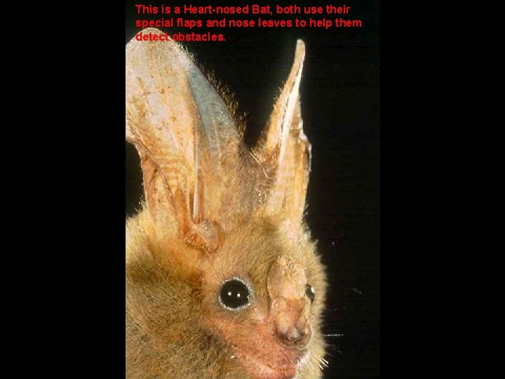 This is a Heart-nosed Bat, both use their special flaps and nose leaves to