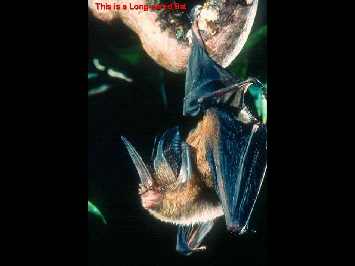 This is a Long-eared Bat 