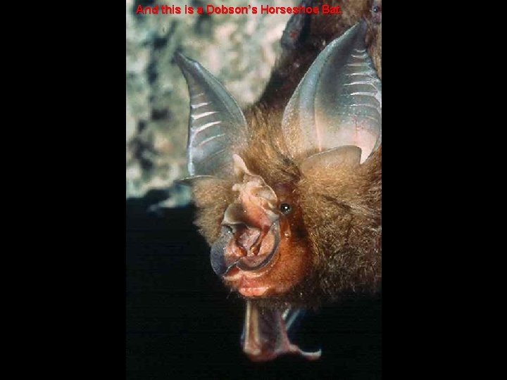 And this is a Dobson’s Horseshoe Bat. 