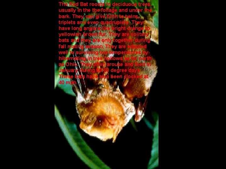 The Red Bat roosts in deciduous trees, usually in the foliage and under the