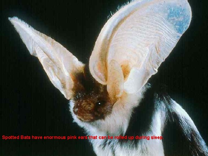 Spotted Bats have enormous pink ears that can be rolled up during sleep. 